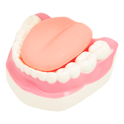 Hlpmedical dental tooth brushing model demonstrating proper brushing technique for teeth care and oral hygiene education.