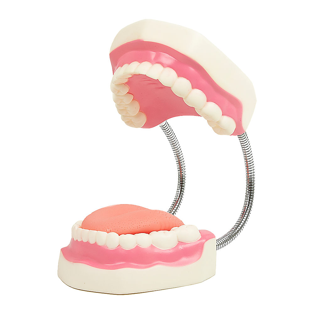 Dental tooth brushing model from Hlpmedical showing detailed teeth and gums for dental care demonstration.