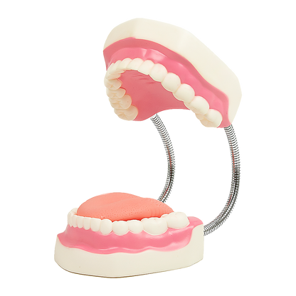 Dental tooth brushing model from Hlpmedical showing detailed teeth and gums for dental care demonstration.