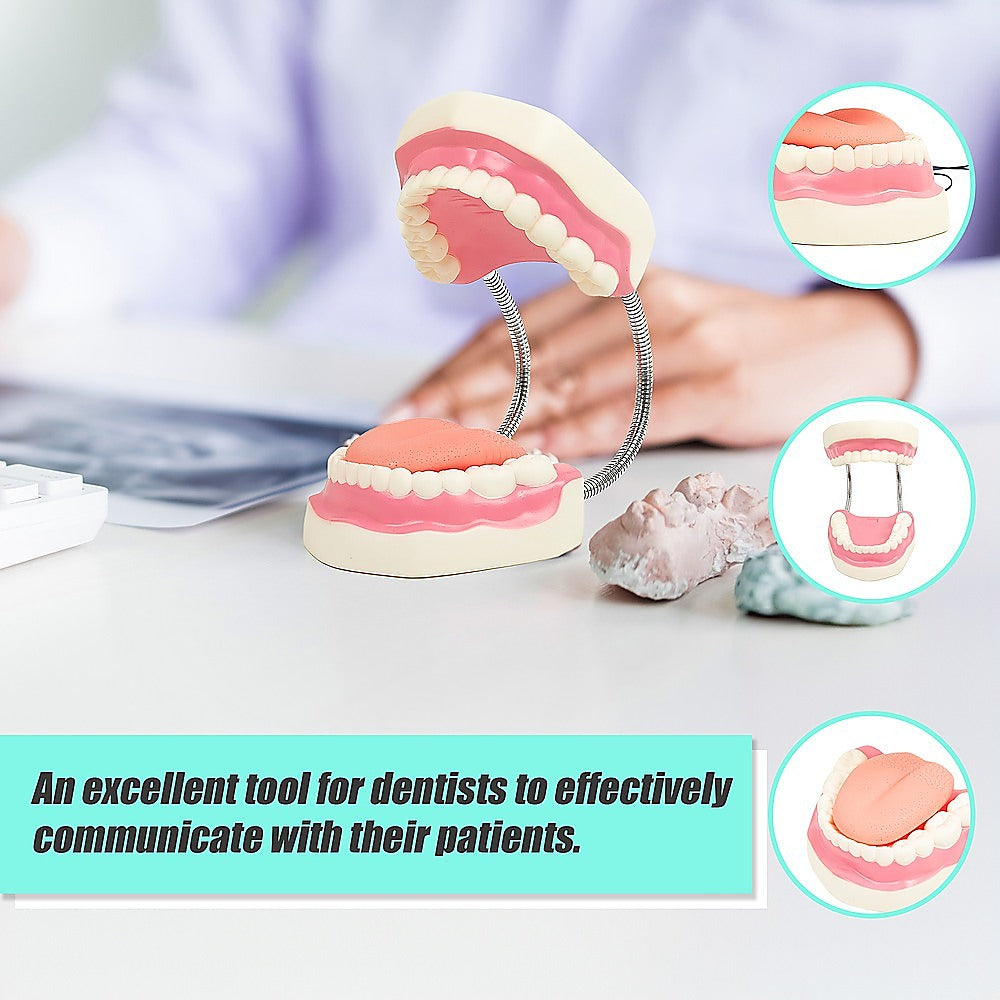 Hlpmedical dental tooth brushing model showing teeth and gums for dental care education, used for demonstrating proper brushing techniques.