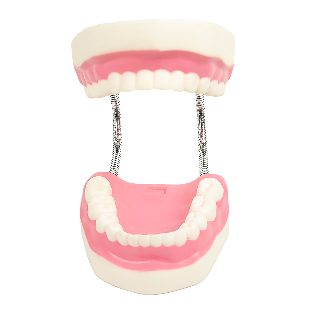 Hlpmedical dental tooth brushing model showing proper brushing technique and dental care for educational purposes.