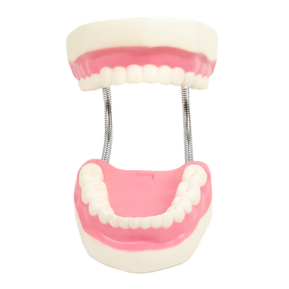 Hlpmedical dental tooth brushing model showing proper brushing technique and dental care for educational purposes.