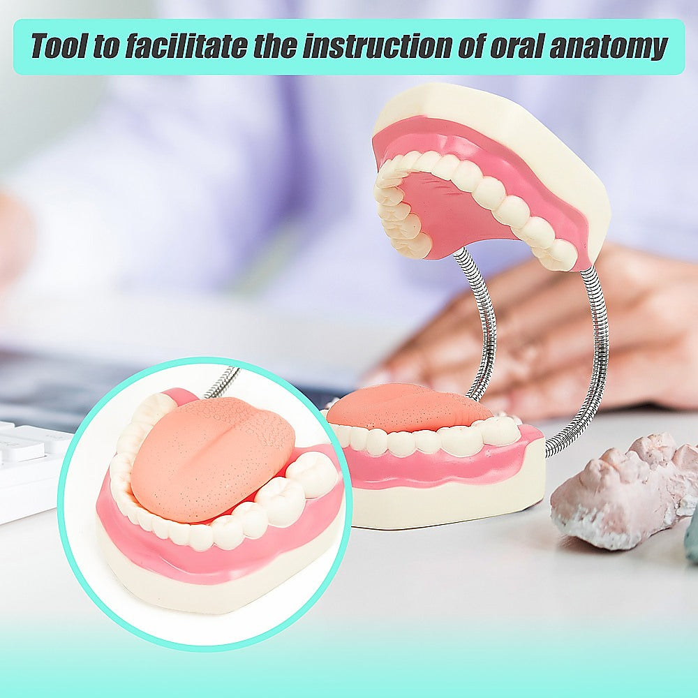 Dental tooth brushing model showing detailed teeth and gums, used for dental care education, branded by Hlpmedical.