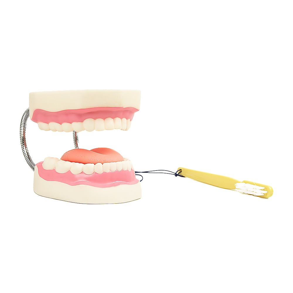 Hlpmedical dental tooth brushing model showing detailed teeth and gums for dental care education and demonstration purposes.