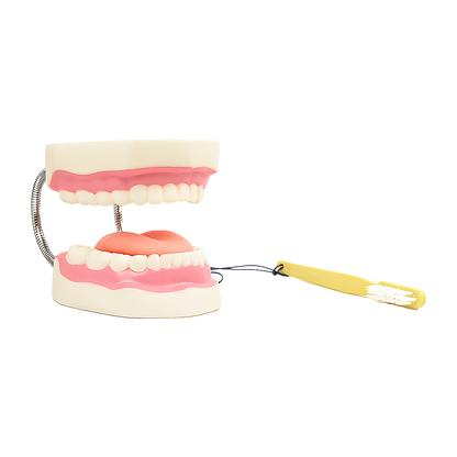 Hlpmedical dental tooth brushing model showing detailed teeth and gums for dental care education and demonstration purposes.