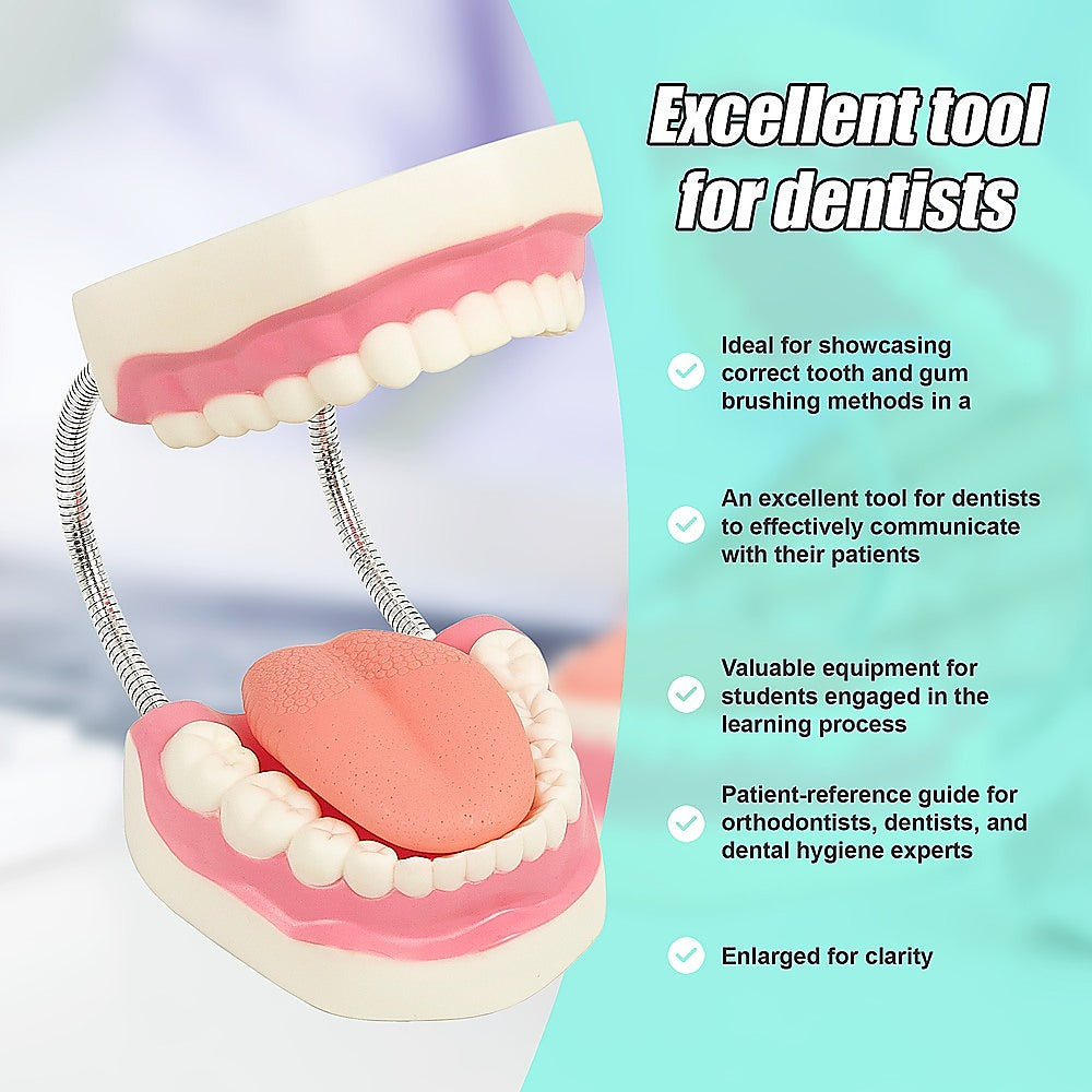 Hlpmedical dental tooth brushing model showing detailed teeth and gums for dental care education and demonstration.